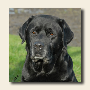 Samson – Skovfogedens Samson